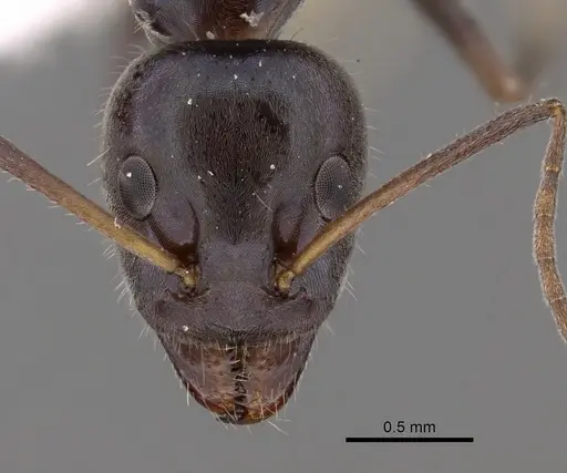Iridomyrmex mayri specimen