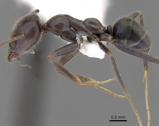 Iridomyrmex mayri specimen