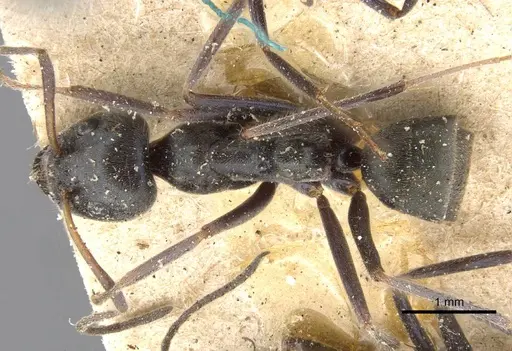 Iridomyrmex mayri - CASENT0909535