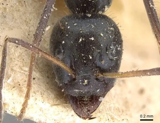 Iridomyrmex mayri - CASENT0909535