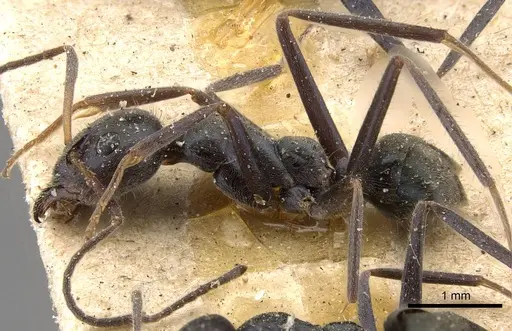 Iridomyrmex mayri - CASENT0909535