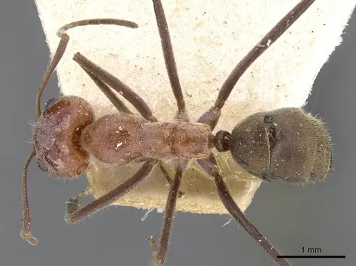 Iridomyrmex mayri - CASENT0909536