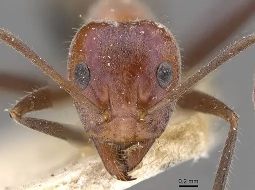 Iridomyrmex mayri - CASENT0909536