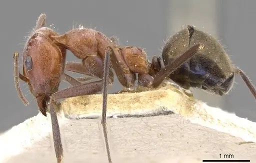 Iridomyrmex mayri - CASENT0909536