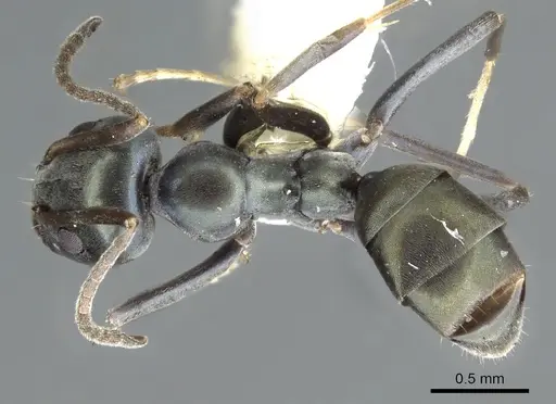 Iridomyrmex meridianus specimen