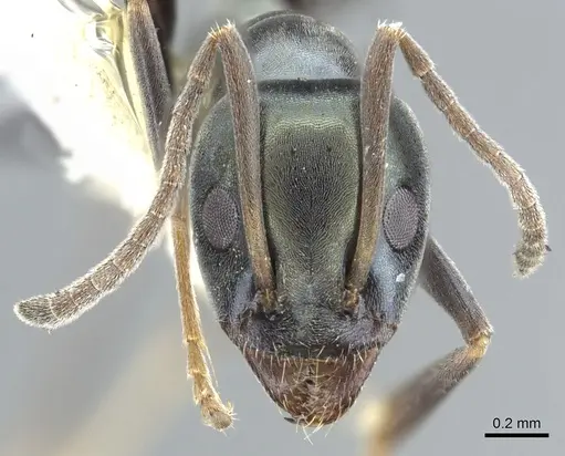 Iridomyrmex meridianus specimen
