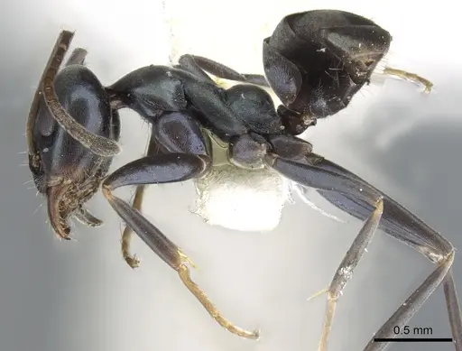 Iridomyrmex meridianus specimen