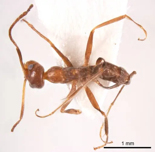Iridomyrmex minor specimen