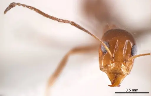 Iridomyrmex minor specimen