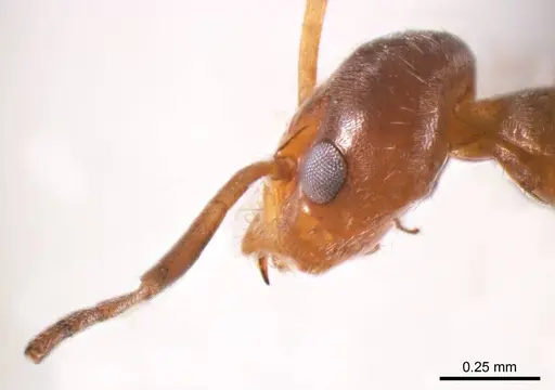 Iridomyrmex minor specimen