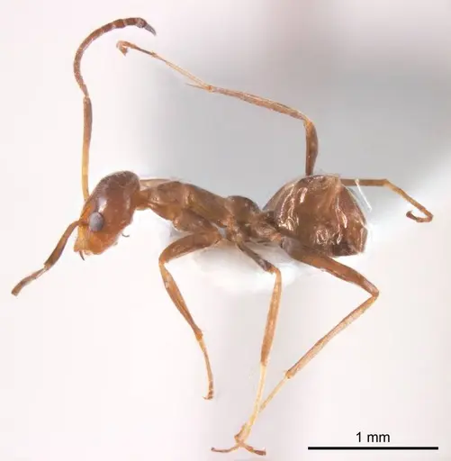Iridomyrmex minor - ANTWEB1008647