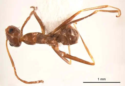 Iridomyrmex minor - ANTWEB1008648