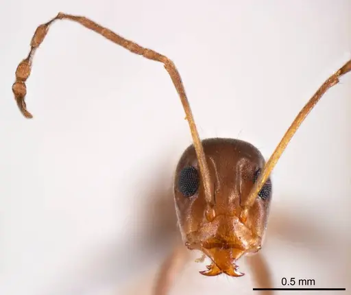Iridomyrmex minor - ANTWEB1008648