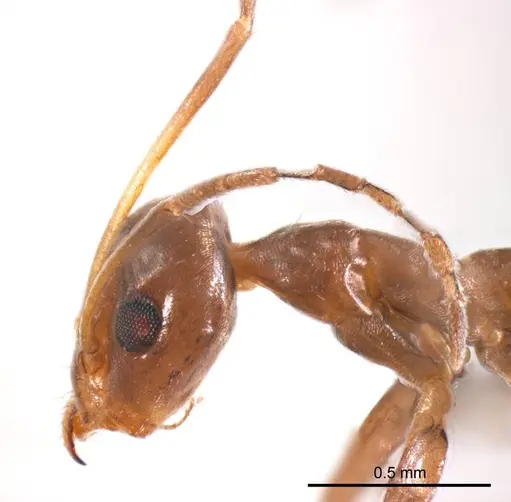 Iridomyrmex minor - ANTWEB1008648