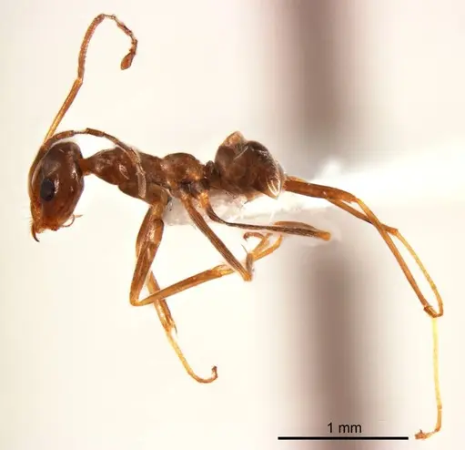 Iridomyrmex minor - ANTWEB1008648