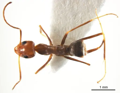 Iridomyrmex minor - ANTWEB1008649