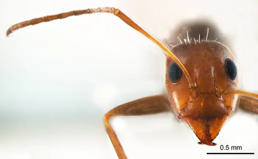 Iridomyrmex minor - ANTWEB1008649