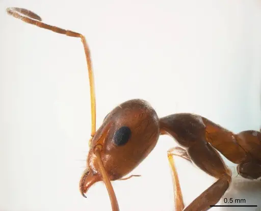 Iridomyrmex minor - ANTWEB1008649