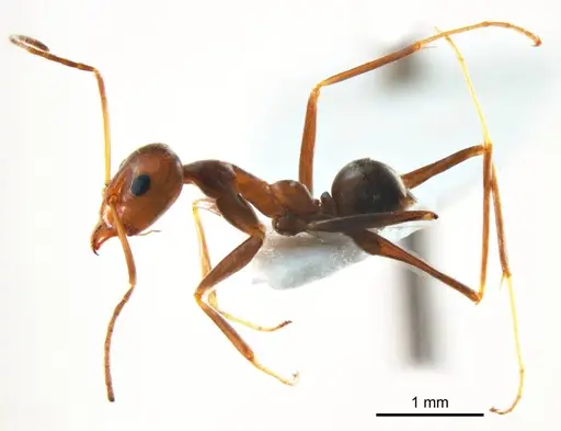 Iridomyrmex minor - ANTWEB1008649