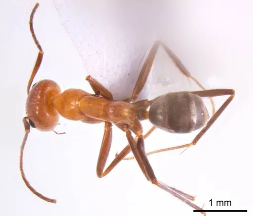 Iridomyrmex minor - ANTWEB1008650