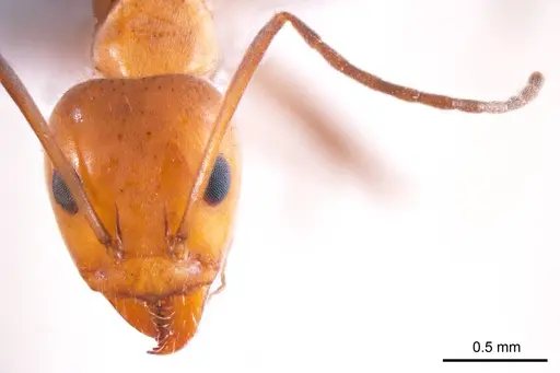 Iridomyrmex minor - ANTWEB1008650