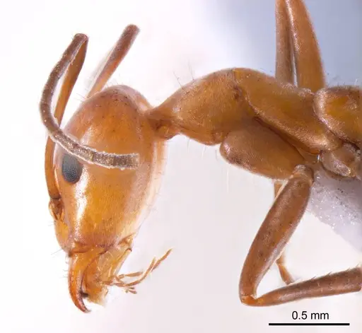 Iridomyrmex minor - ANTWEB1008650