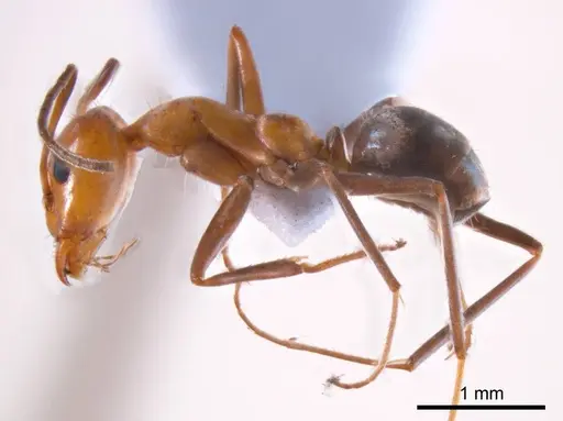 Iridomyrmex minor - ANTWEB1008650