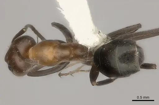Iridomyrmex minor - CASENT0217416