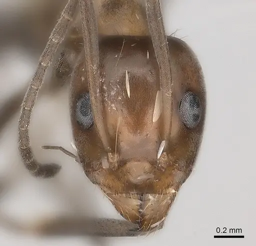 Iridomyrmex minor - CASENT0217416