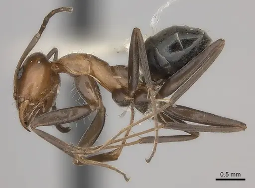 Iridomyrmex minor - CASENT0217416