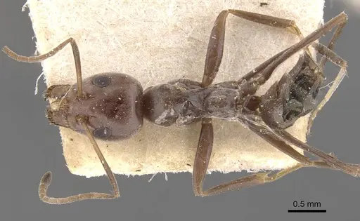 Iridomyrmex minor - CASENT0907613