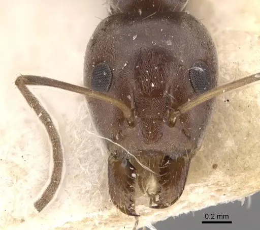 Iridomyrmex minor - CASENT0907613
