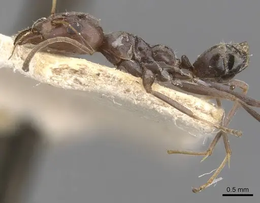 Iridomyrmex minor - CASENT0907613