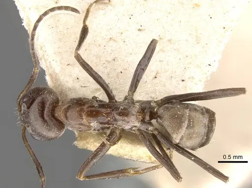 Iridomyrmex minor - CASENT0909532