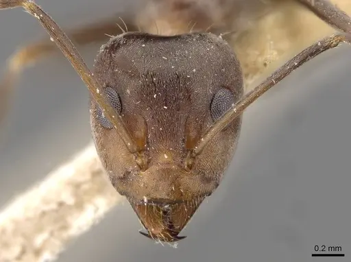 Iridomyrmex minor - CASENT0909532