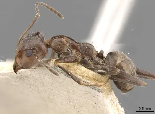 Iridomyrmex minor - CASENT0909532