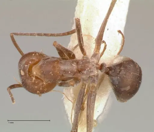 Iridomyrmex minor - FOCOL0713