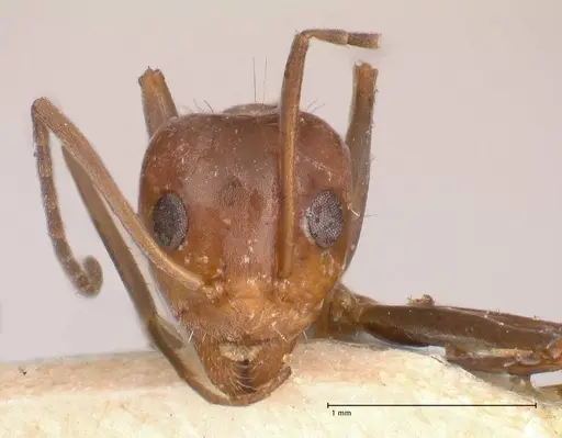 Iridomyrmex minor - FOCOL0713