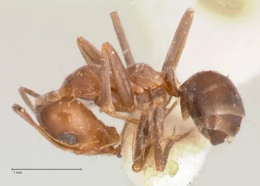Iridomyrmex minor - FOCOL0713