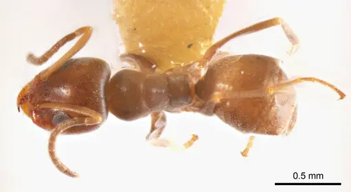 Iridomyrmex mjobergi specimen
