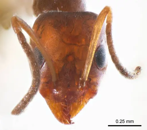 Iridomyrmex mjobergi specimen
