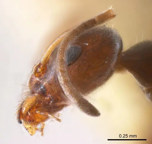 Iridomyrmex mjobergi specimen