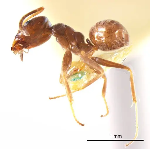 Iridomyrmex mjobergi - ANTWEB1008651