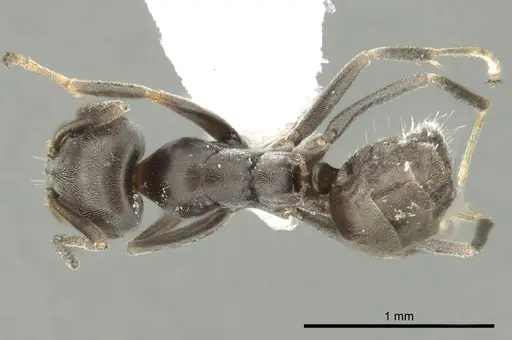 Iridomyrmex mjobergi - CASENT0249709