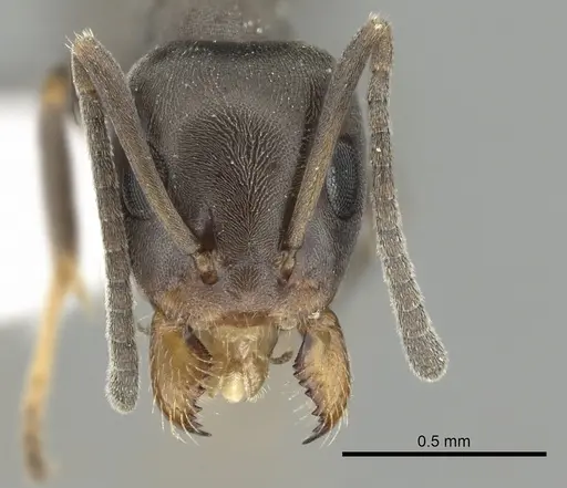Iridomyrmex mjobergi - CASENT0249709