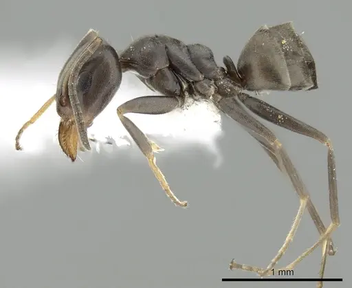 Iridomyrmex mjobergi - CASENT0249709