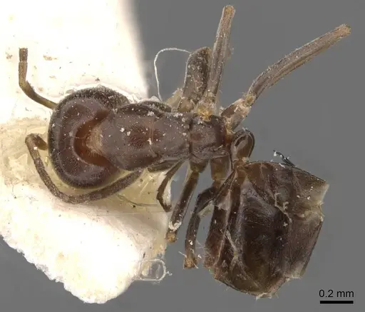 Iridomyrmex mjobergi - CASENT0907614