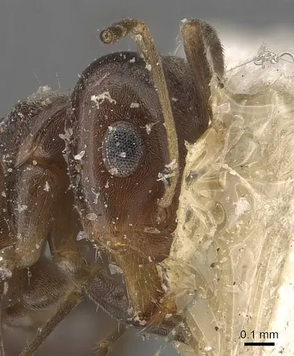 Iridomyrmex mjobergi - CASENT0907614