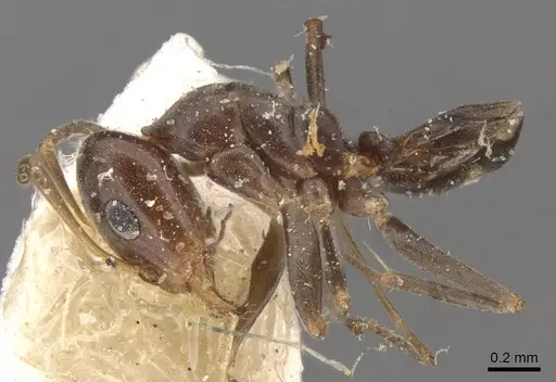 Iridomyrmex mjobergi - CASENT0907614