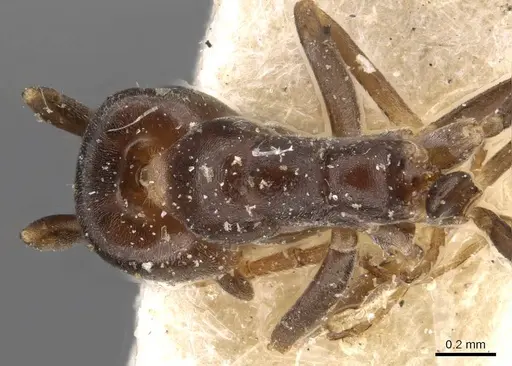 Iridomyrmex mjobergi - CASENT0909548